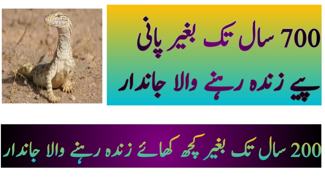 Animals that survive 700 years without drinking water interesting facts amazing facts YouTube