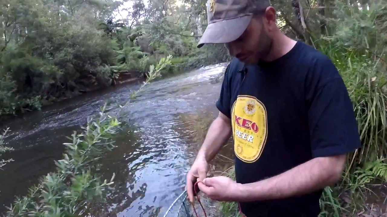 How to catch a fresh water crayfish 