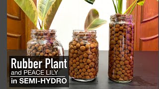 Grow Rubber Plant & Peace Lily in Semi-Hydroponics (Clay Pebbles or Leca)