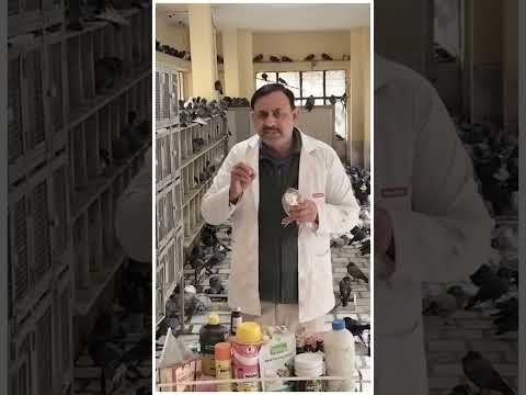 पक्षी कबूतर लकवे की चपेट में आ जाए तो ये दवाई दे ऐसे इलाज करे - Dr Nagender Yadav