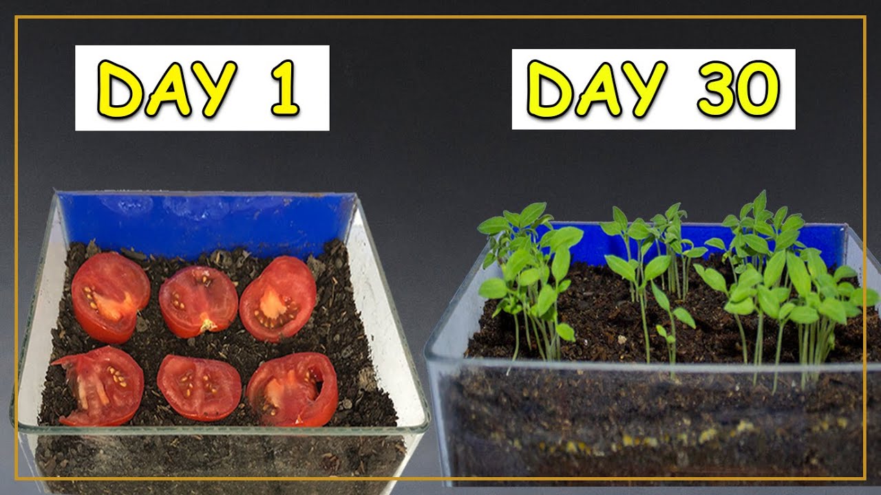 Growing Tomato Plant From Tomato Slice Time Lapse YouTube