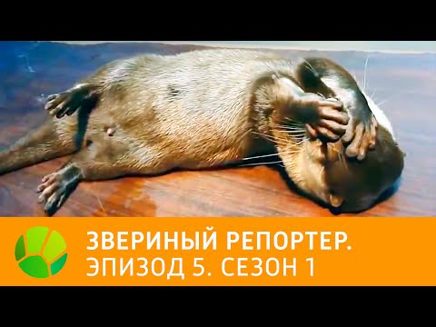 Звериный репортер. Эпизод 5. Сезон 1 | Живая Планета