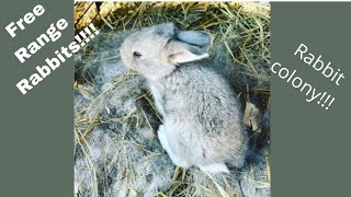 How To Setup Rabbit colony On The Homestead | Cage Free Rabbits!!