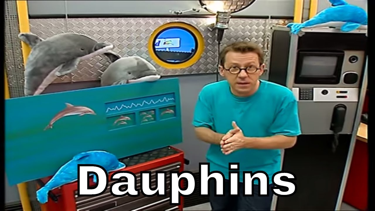 A quoi les cris du dauphin serventils ? C'est Pas Sorcier YouTube — free download