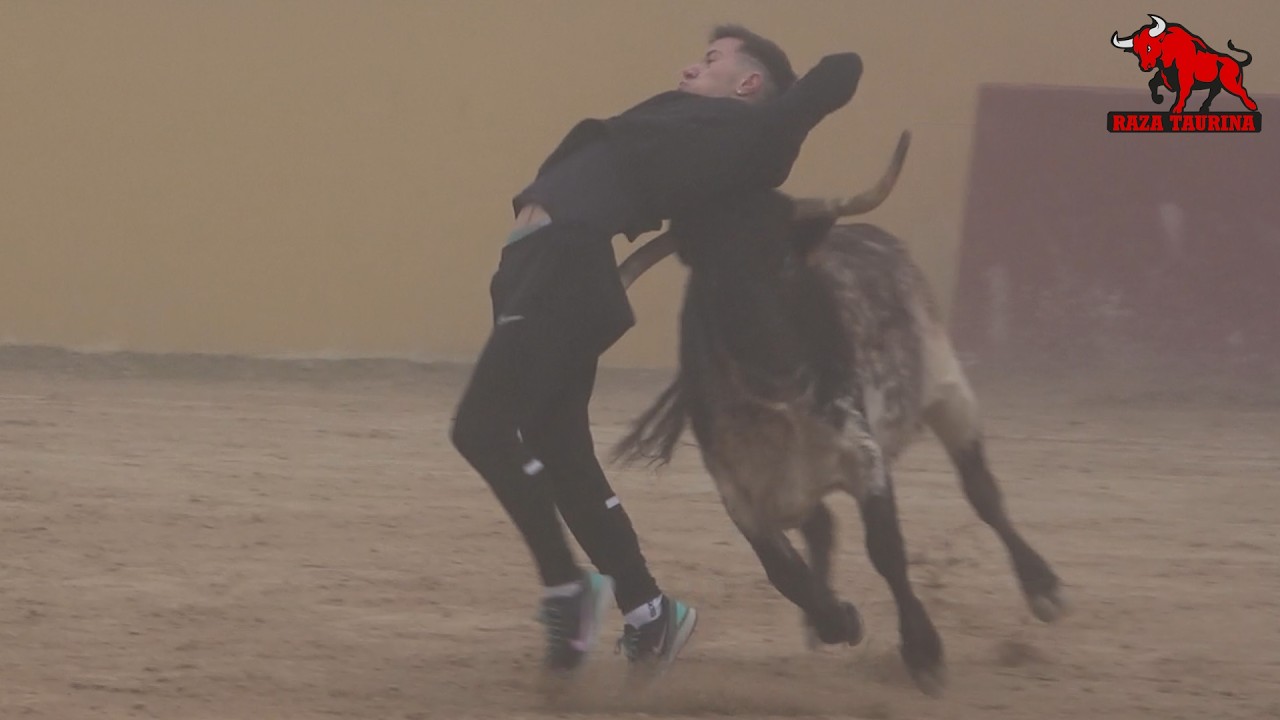 Capea de Nochevieja con cinco vacas. Finca Soto Verde. 31 Diciembre 2025