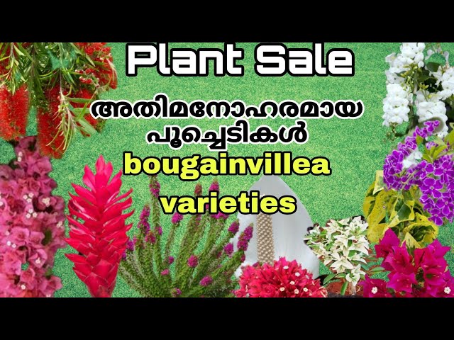 plant sale. bougainvillea varities നിങ്ങൾ സ്വന്തമാക്കാൻ ആഗ്രഹിക്കുന്ന variety പൂച്ചെടികൾ  9744014235 class=