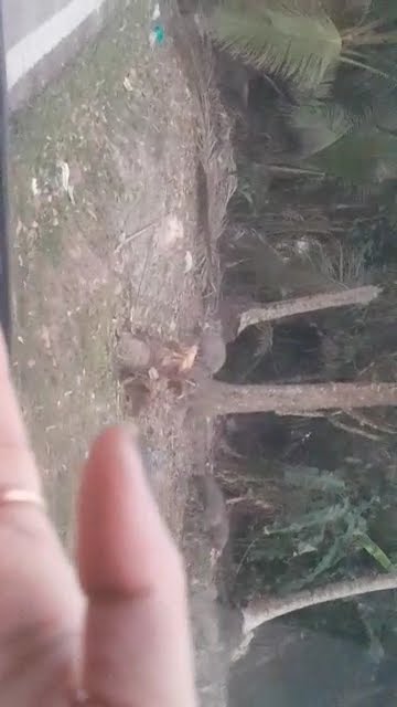 BismillahirRahmannirRahim ini kes tanah dn kena ceroboh la ni org duniawi busuk punyo kojo