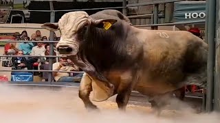 Heavyweight Boran bull at an auction