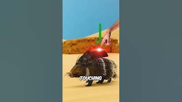 Hoe stekels van stekels van stekels werken #feiten #dieren #wilde dieren