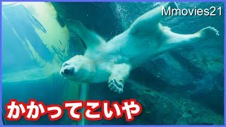 Polar Bears どんな時もアザラシにロックオン　ホッキョクグマ リラのロケットダイブ