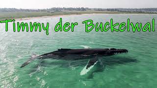 Ein Lied Über Wal Timmy Hope , Den Buckelwal , Der Sich In Die Ostsee Verirrt Hat