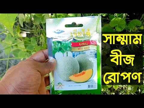 ভিডিও: মাম কি রোপণ করা যায়?