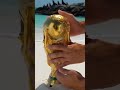 Mundial 2026 ⚽ | Internet Rápido y Fútbol en Vivo