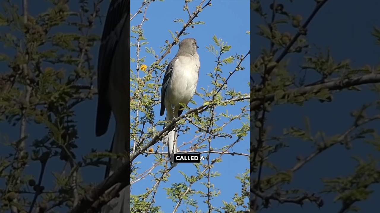 Do Mockingbirds Actually Mimic? 🤔