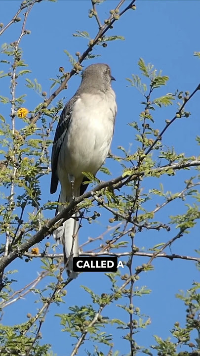 Do Mockingbirds Actually Mimic? 🤔