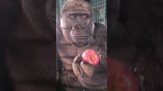 Gorilla Eating, Extra Crunchy!  #Gorilla #Eating #Asmr #Satisfying