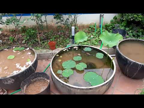 Video Hướng dẫn trồng sen đúng cách | Instructions for... - youtube
