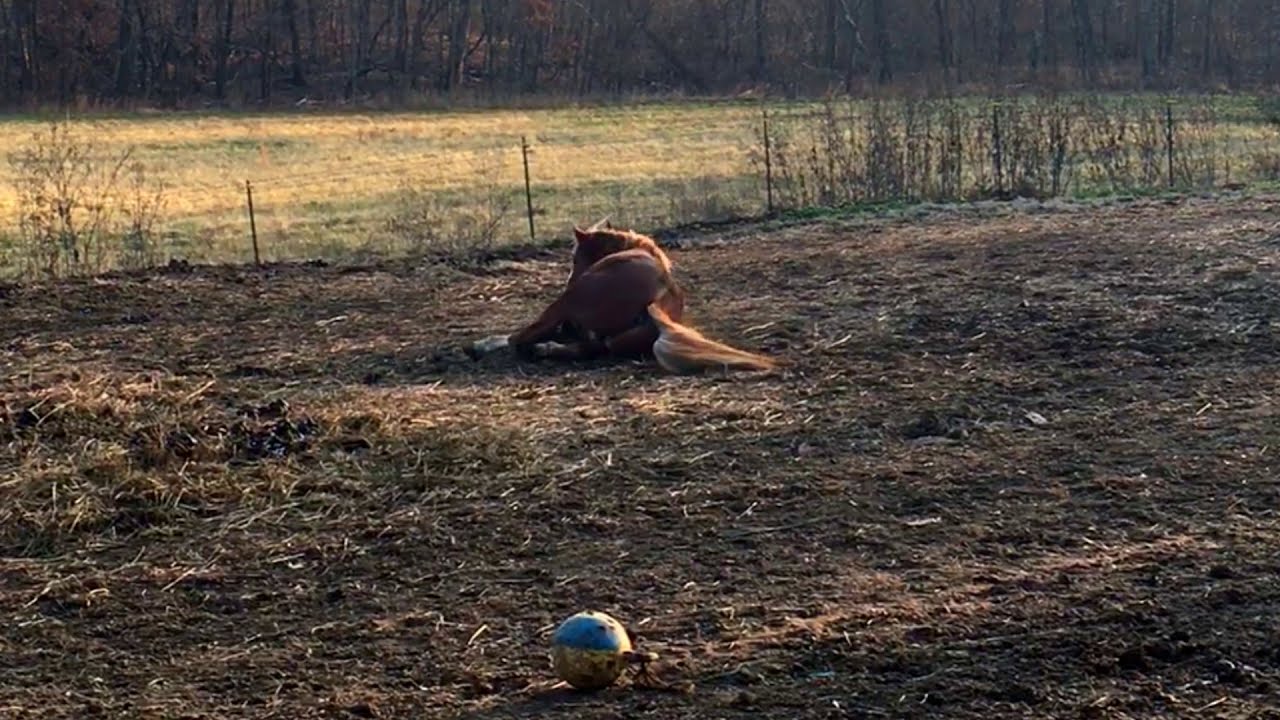 Horse Bites Own Tail YouTube