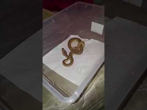 Super tiger retic bits my gf