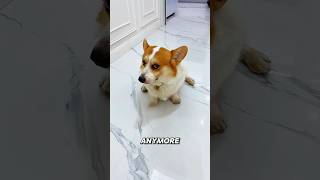 Corgi trained hard for this moment… then got humbled 😅 #dogtraining #funny
