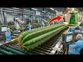 Inside The Mega Cactus Factory A Process No One Has Seen Before