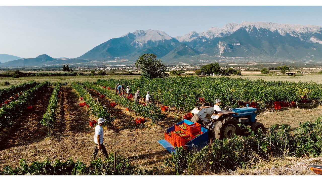 Ο δρόμος του κρασιού στην Ελάτεια / ''Μικρές ιστορίες απο το χωριό''