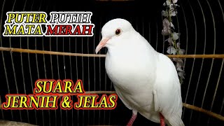 SUARA PUTER PUTIH || JERNIH 3 DETIK LANGSUNG NYAUT || SUARA BURUNG PUTER MERDU