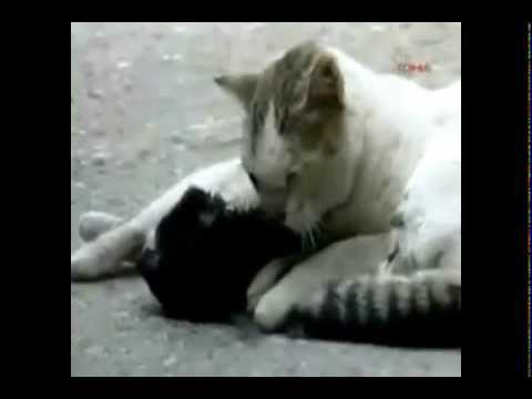 Animals - Beautiful and Amazing