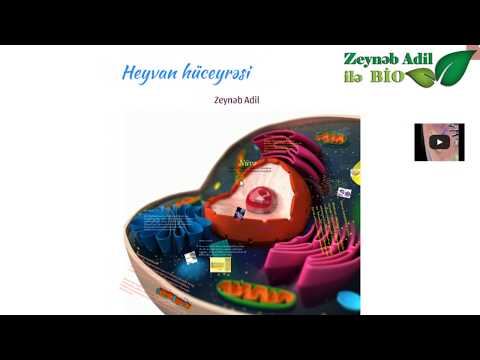 Video: Bitki hüceyrəsindəki ribosomlar hansı rəngdədir?