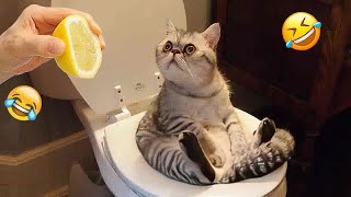 Trending Funny Animals🤣Funniest Dogs and Cats😻🐶🐕‍🦺#2