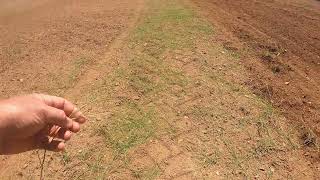 Sprigging a field in Bermuda. Part 2