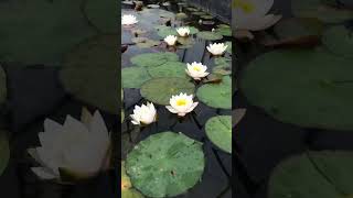 Lotus flower.flower viral shots youtubeshorts DevendraNagBonsai
