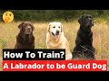 How to train a Labrador to be a Guard dog? Labrador Training Guide