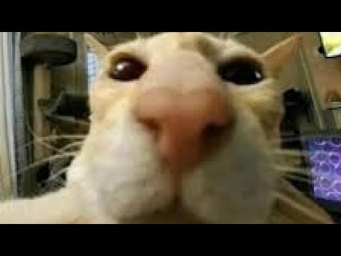 Chill hangout with pongon (QnA) (Unity) - Chill hangout with pongon (QnA) (Unity)