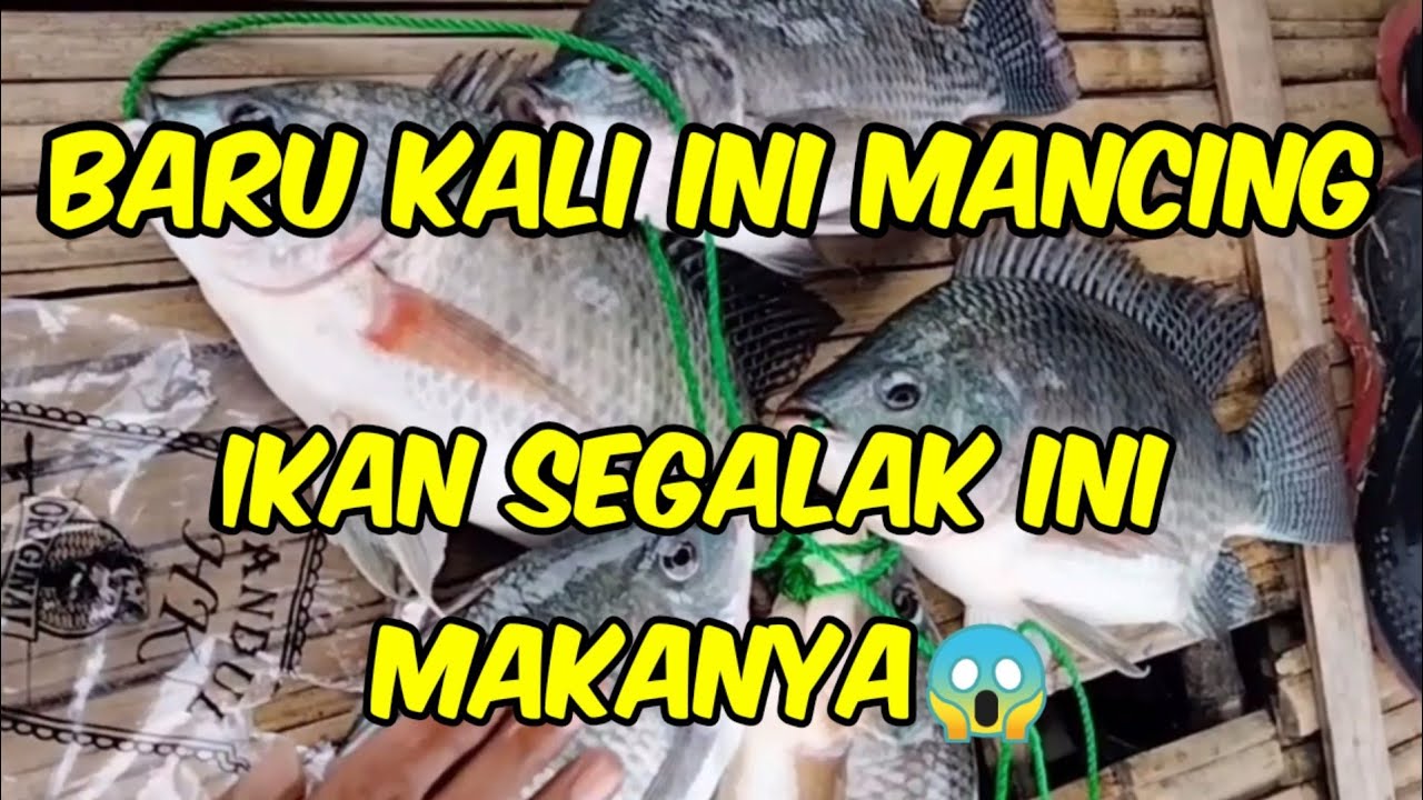 Terbaru..!! Baru kali ini mancing ikan segalak ini. Lapak pak RT Cibogo jatigede