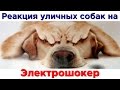 Реакция собак на электрошокер Police 2 (фонарик-шокер)