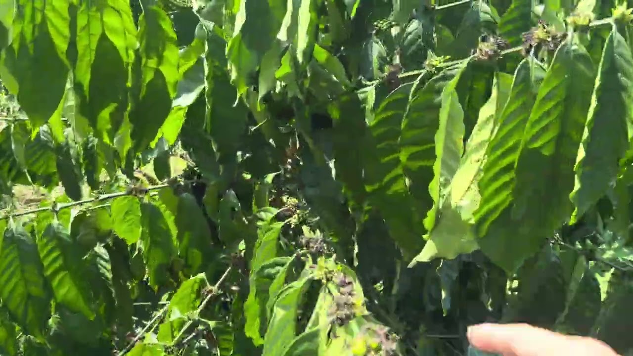 Bán gấp vườn cafe siêu đẹp ôm suối 1ha chỉ 138tr 1 sao lh 0372415883 