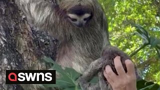 Baby sloth reunited with mum after it was found crying on a beach 🦥  | SWNS