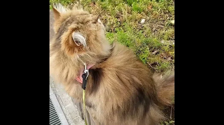 Watch the video about 0238 A cute chinchilla golden Persian cat, her name is Hitomi.Distributed from Japan. #Shorts