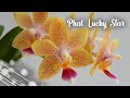 Домашнее цветение орхидеи Лаки Стар | Phalaenopsis Lucky Star