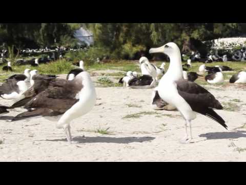 Laysan Albatross Mating Dance