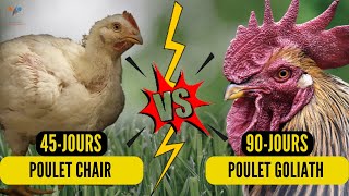 Poulet GOLIATH  VS  Poulet CHAIR (Qui va GAGNER?) investir dans l'élevage de poulet en Afrique 100%