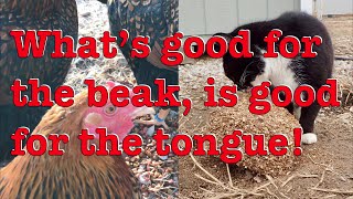 Cat eats Chicken Food and Vice Versa
http://www.annshorsefarm.com
http://annshorsefarm.com/franciss-blog/ (our daily blog)
“We have horses, we have cats,
Chicken, ducks, and even bats! (and the occasional dog) Cat eats Chicken Food and Vice Versa