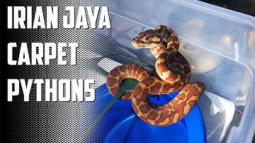 Episode 80 - Irian Jaya Capet Python Babies!