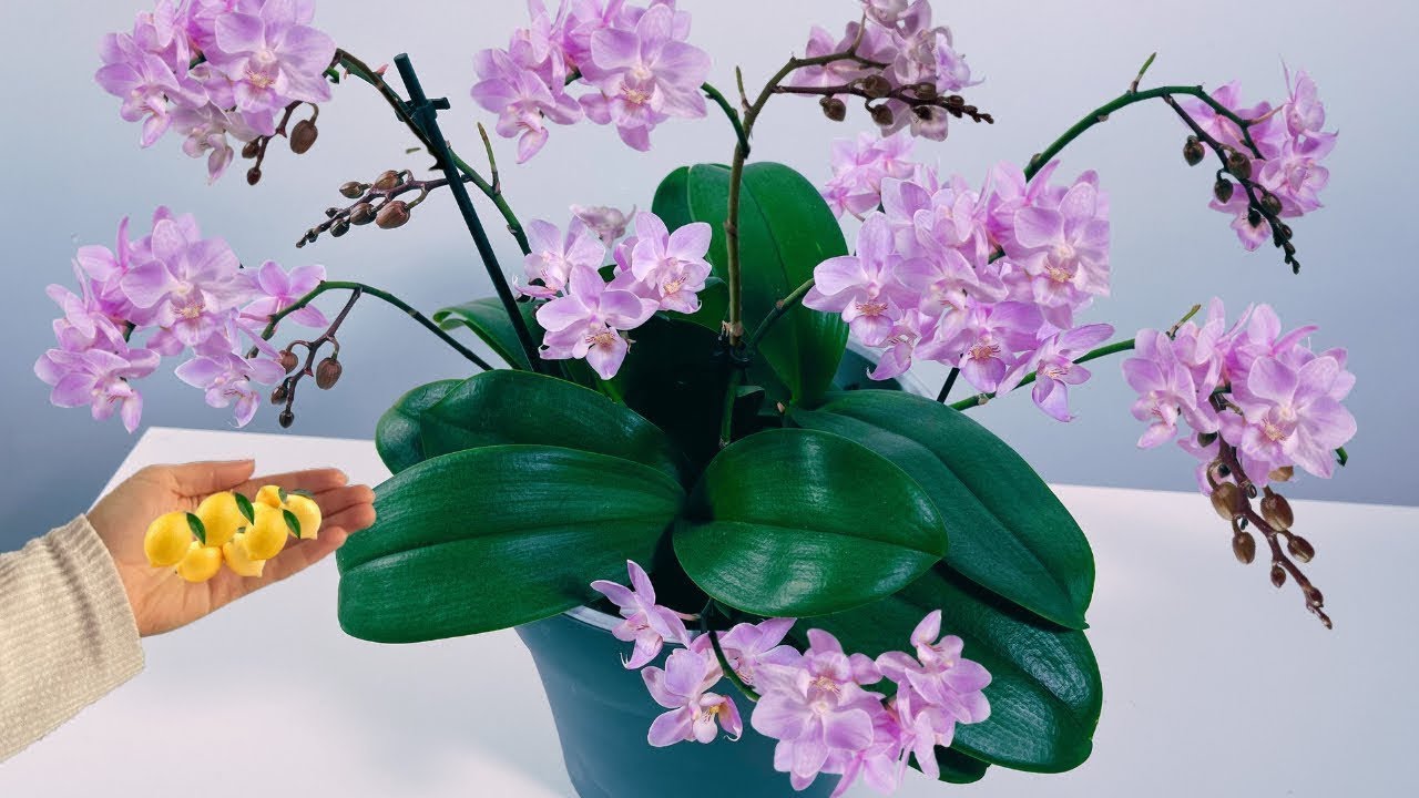 Положите кусочек под орхидею, которая ещё не цветёт! Она внезапно расцветёт!