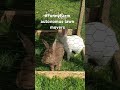 My New eco #FunnyFarm #autonomus #lawn #movers #animals #farm #rabbit