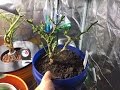 Taking Pepper Plants Inside for Overwintering