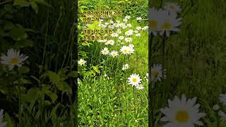 진해성 #바람고개 #현역가왕2 #도경티비 #노래 #트로트 #가요 #음악 #수목원 #여름꽃 좀아요