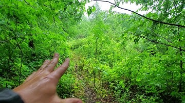 Mock Scrape/Licking Vine for Deer