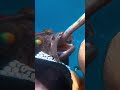 Have you ever seen a fish eating that? #fishing #spearfishing